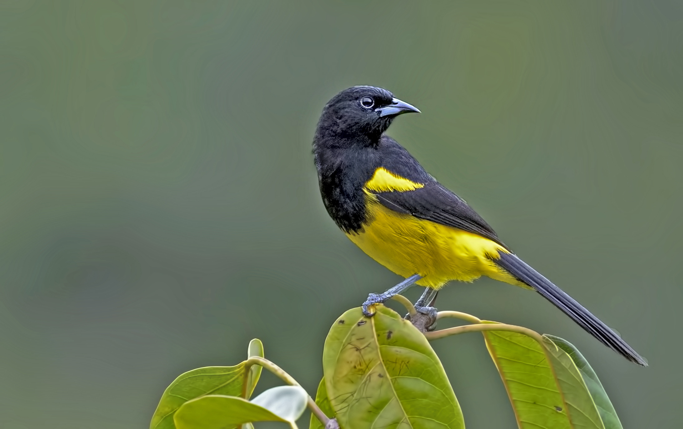 Black-cowled Oriole